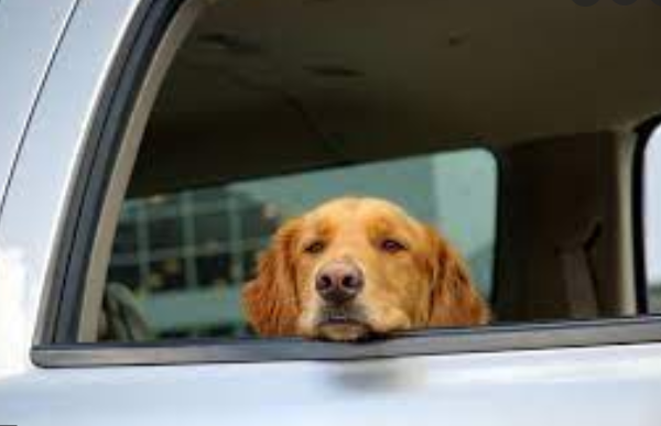 jak przewozić psa w samochodzie