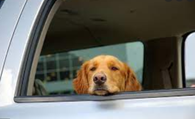 jak przewozić psa w samochodzie